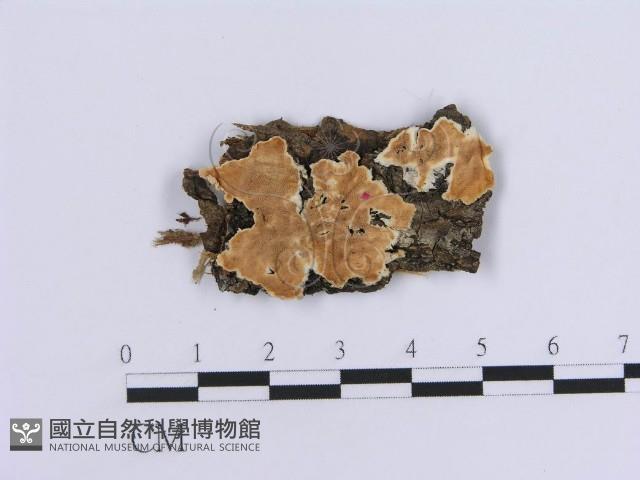 登錄號:F0017952藏品圖，第1張