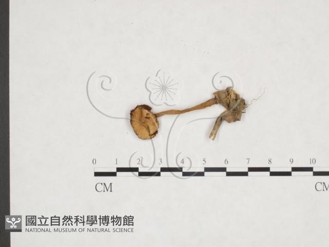 登錄號:F0025952藏品圖，第1張