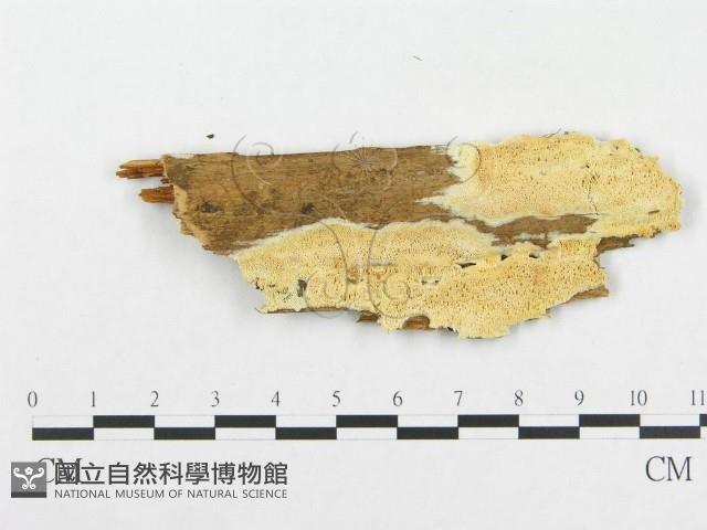 登錄號:F0005952藏品圖，第1張