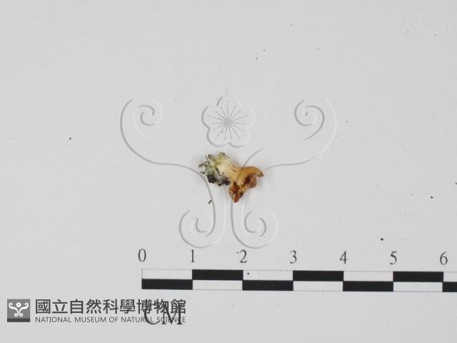 登錄號:F0009952藏品圖，第1張