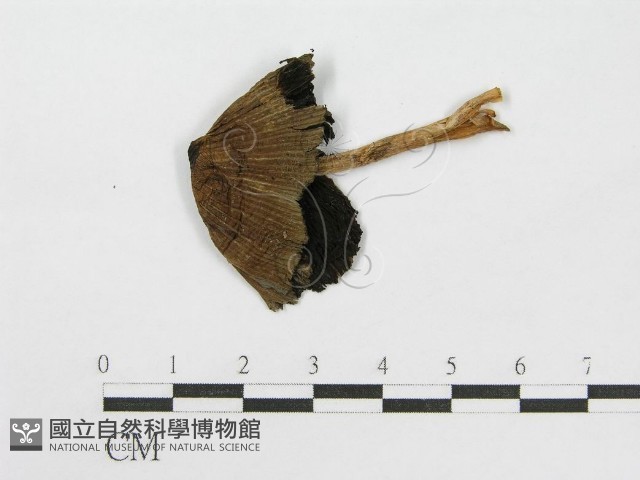 登錄號:F0013952藏品圖，第1張