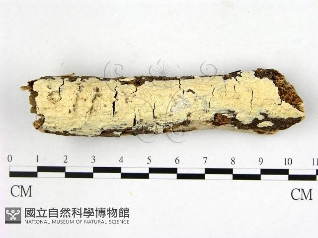 顯絲菌屬藏品圖，第1張