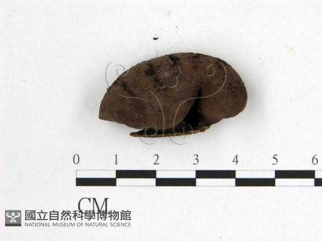 登錄號:F0018652藏品圖，第1張