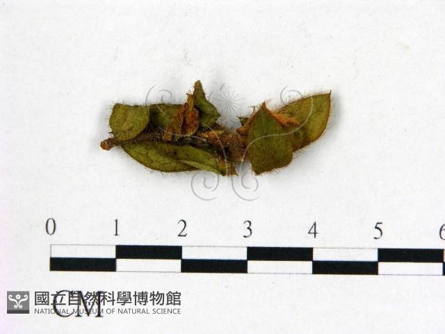 登錄號:F0020652藏品圖，第1張