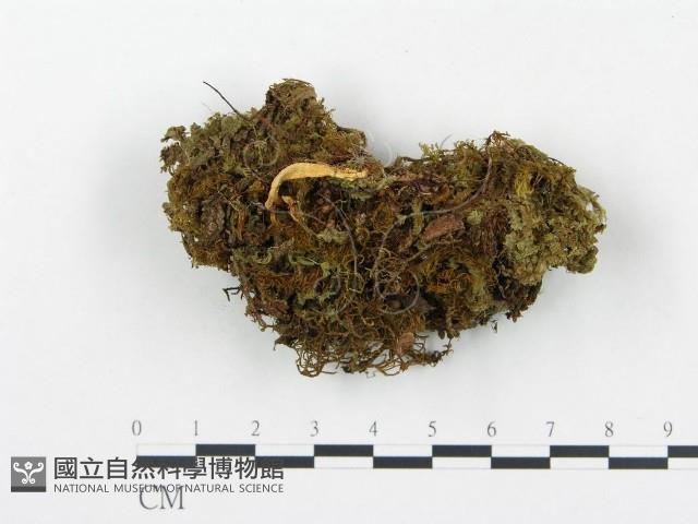 登錄號:F0000652藏品圖，第1張