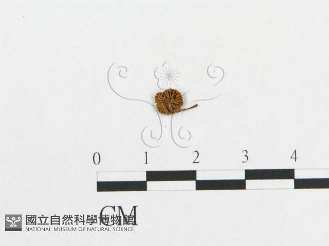 登錄號:F0010652藏品圖，第1張