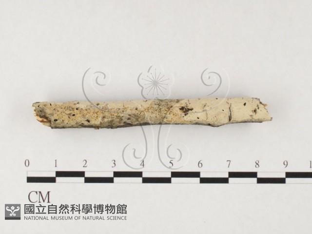 登錄號:F0026652藏品圖，第1張