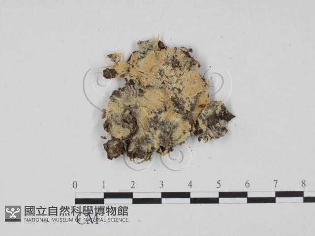 登錄號:F0016652藏品圖，第1張