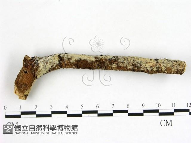 冇骨消絲齒菌藏品圖，第1張