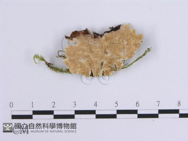 登錄號:F0001652藏品圖，第1張