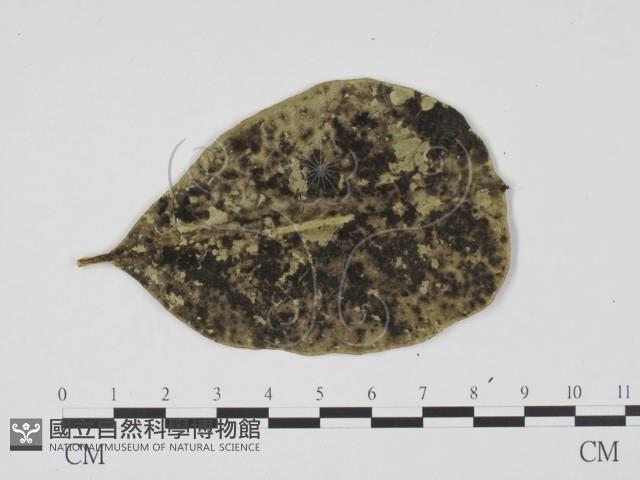 登錄號:F0011652藏品圖，第1張