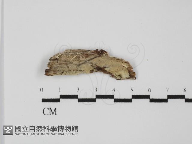登錄號:F0031652藏品圖，第1張