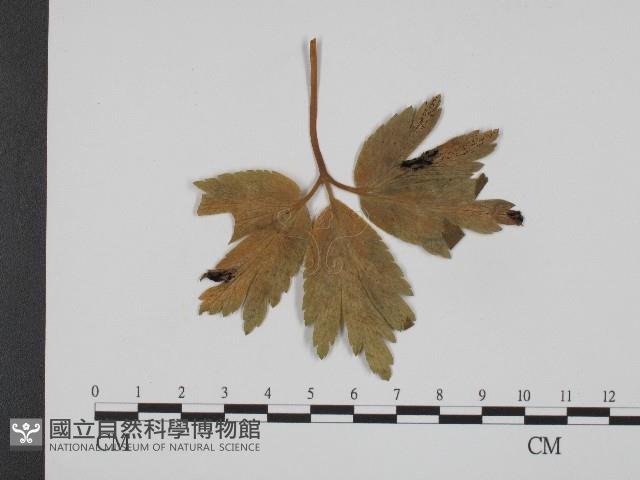 登錄號:F0004652藏品圖，第1張