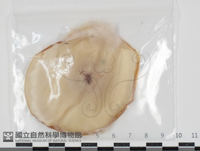 登錄號:F0034652藏品圖，第1張