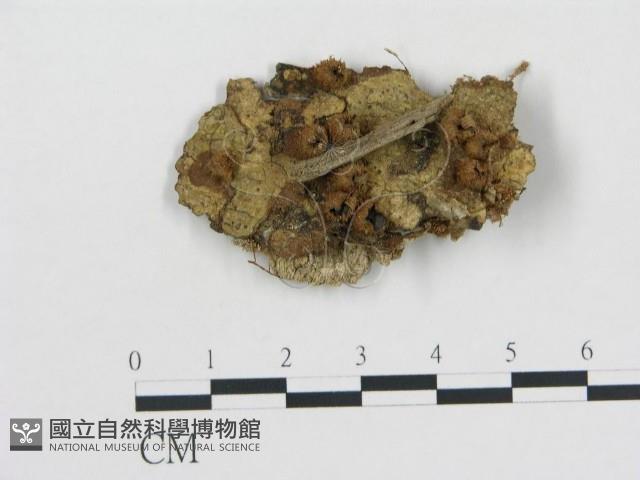 黑蛋巢菌屬藏品圖，第1張