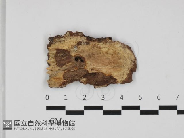 剛毛絲皮菌藏品圖，第1張