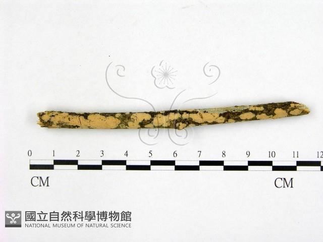 登錄號:F0007652藏品圖，第1張