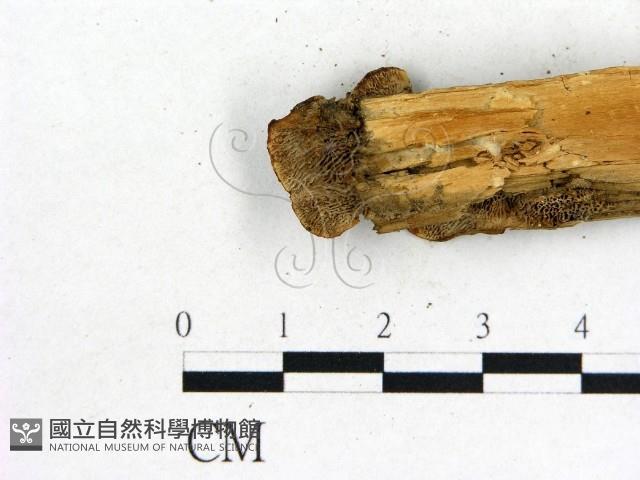 登錄號:F0017652藏品圖，第1張