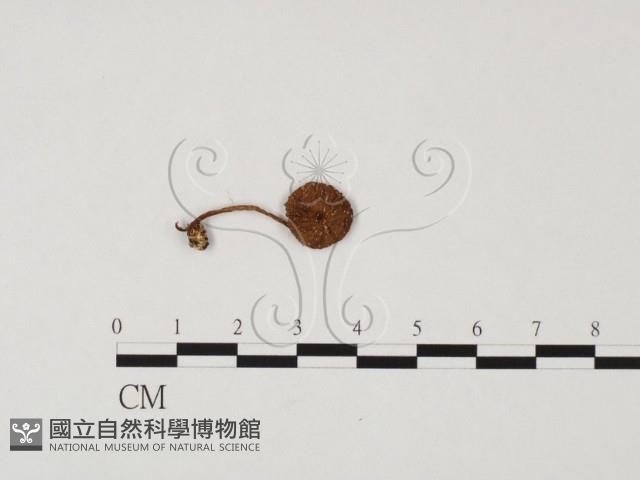 登錄號:F0025652藏品圖，第1張