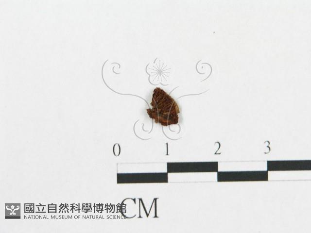 登錄號:F0015652藏品圖，第1張