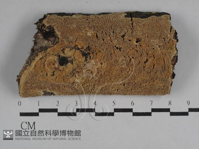 登錄號:F0029652藏品圖，第1張