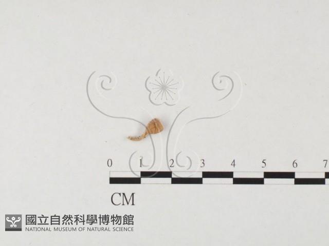 登錄號:F0019652藏品圖，第1張