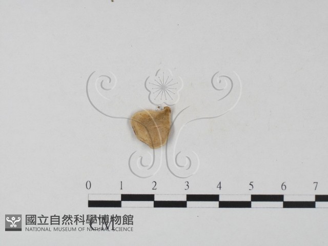 小孔菌屬藏品圖，第1張