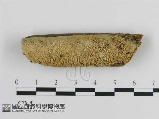 登錄號:F0013652藏品圖，第1張
