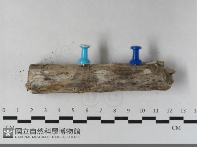 登錄號:F0033652藏品圖，第1張