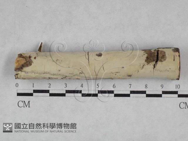 登錄號:F0028452藏品圖，第1張