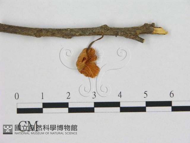 小皮傘屬藏品圖，第1張