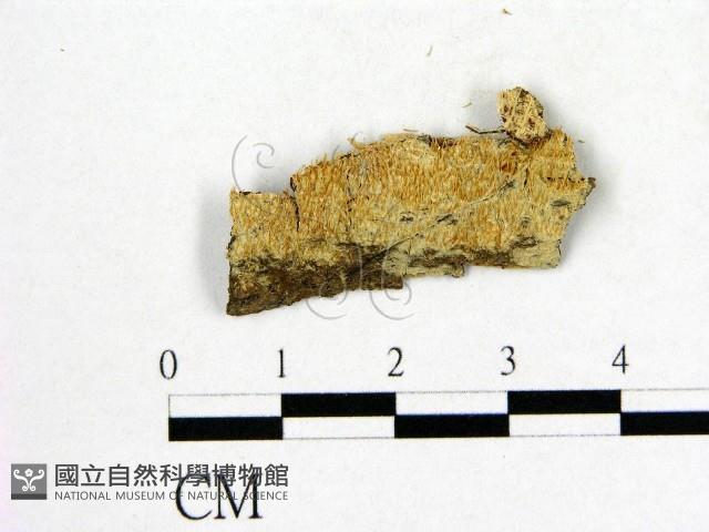射脈菌屬藏品圖，第1張