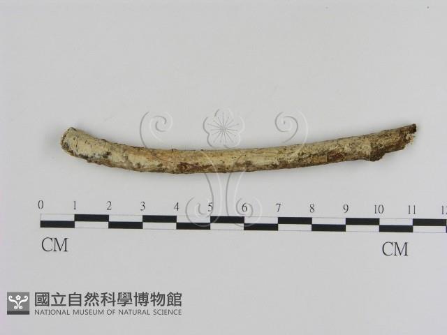 登錄號:F0000452藏品圖，第1張