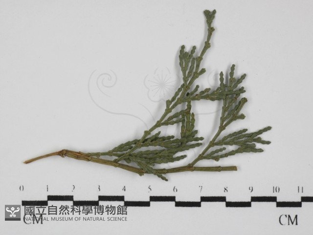 登錄號:F0030452藏品圖，第1張