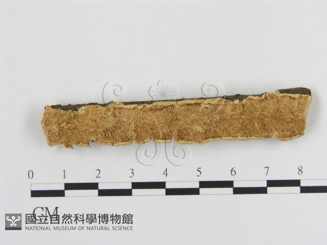 登錄號:F0006452藏品圖，第1張