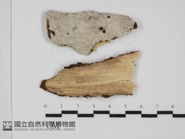 登錄號:F0031452藏品圖，第3張
