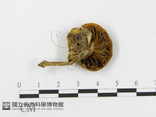 登錄號:F0014452藏品圖，第1張