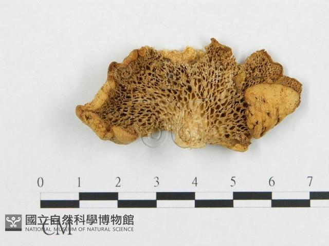 多孔菌屬藏品圖，第1張