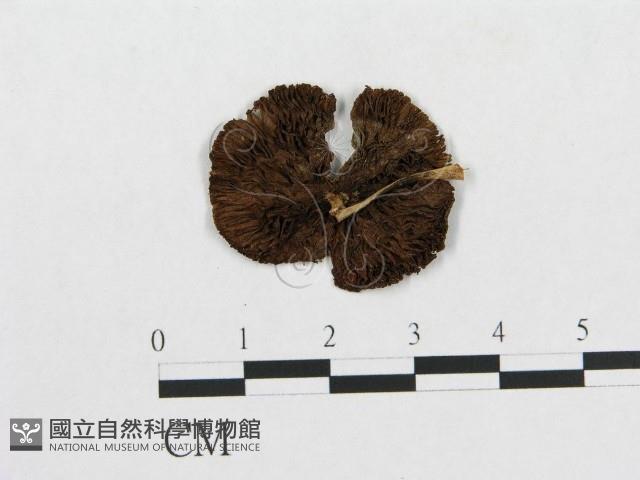登錄號:F0012452藏品圖，第1張