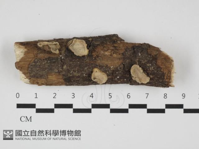 登錄號:F0032452藏品圖，第1張