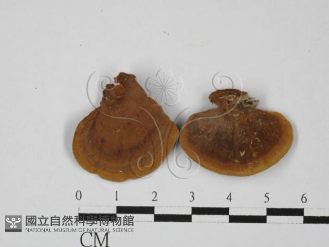 木層孔菌屬藏品圖，第1張