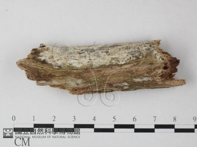登錄號:F0025452藏品圖，第1張
