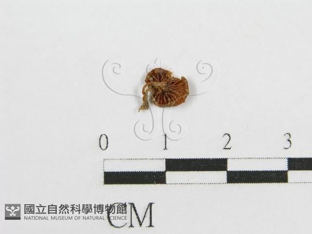 微皮傘屬藏品圖，第1張