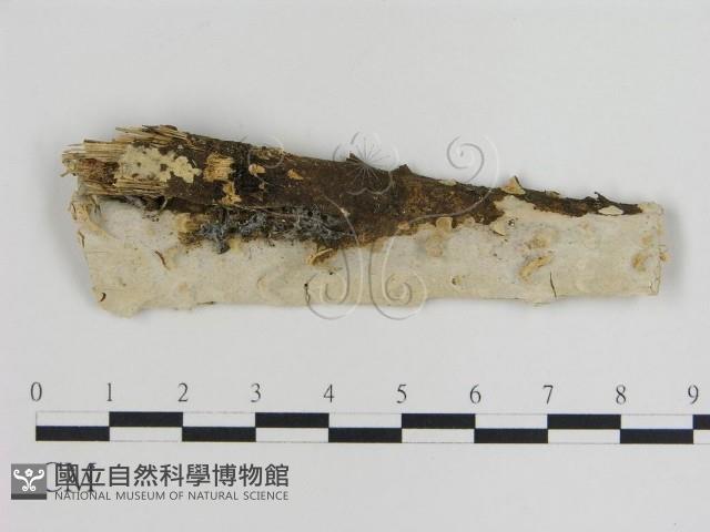 登錄號:F0015452藏品圖，第1張