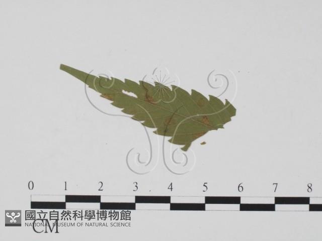 登錄號:F0019452藏品圖，第1張