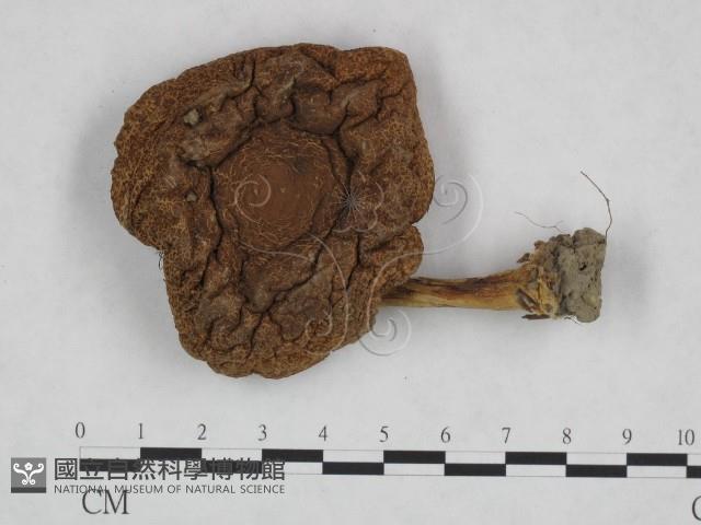 登錄號:F0023452藏品圖，第1張