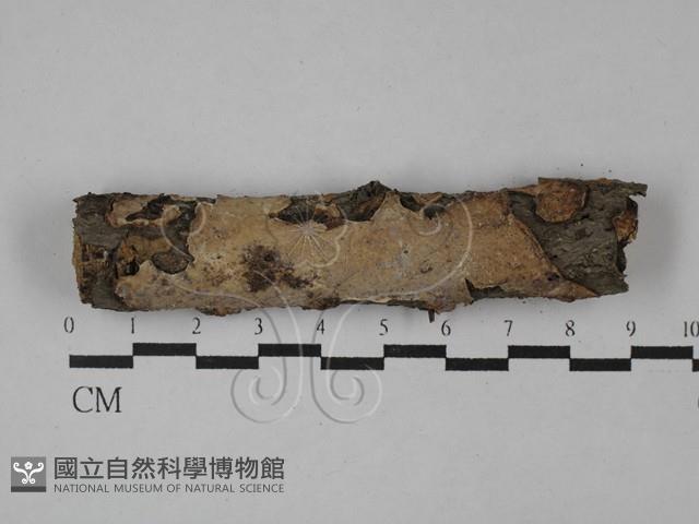 刺皮菌屬藏品圖，第1張