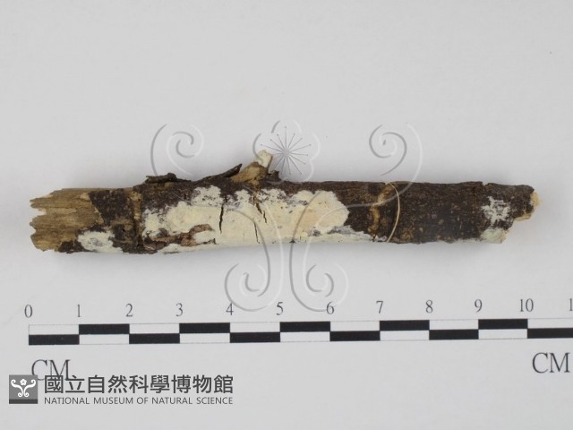 登錄號:F0008752藏品圖，第1張