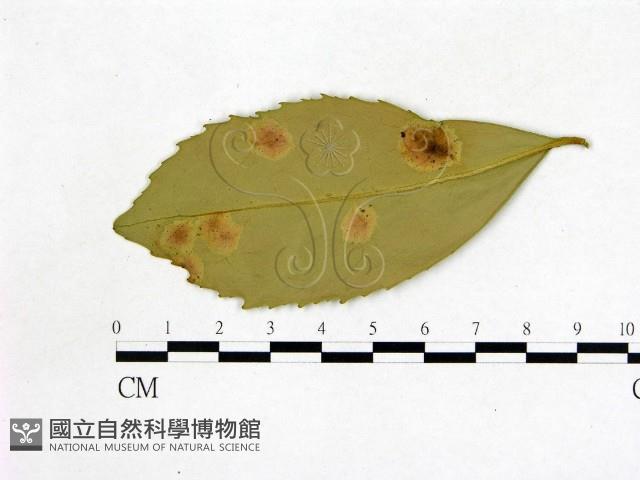 登錄號:F0020752藏品圖，第1張