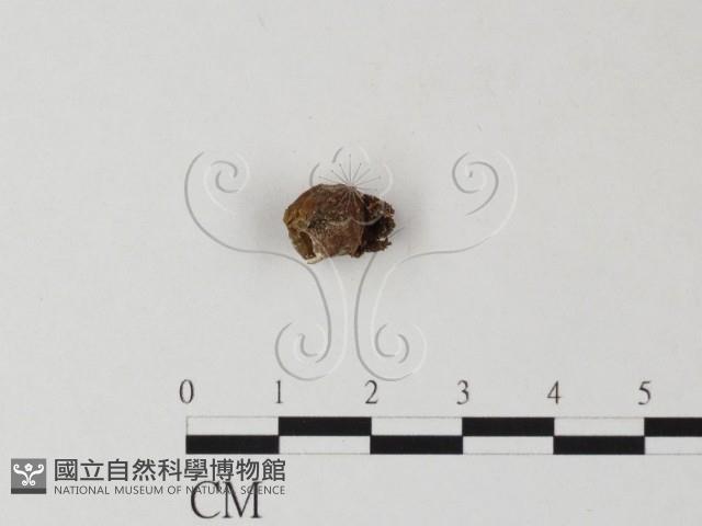 登錄號:F0010752藏品圖，第1張